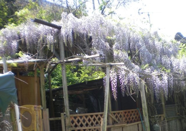 fuji-0423.jpg
