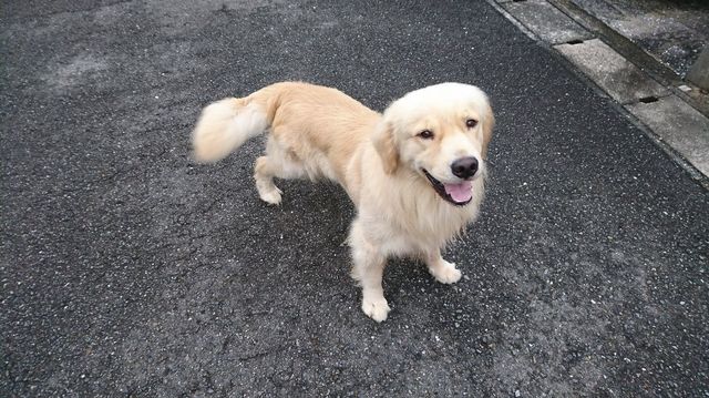 hachi-0721-2.jpg