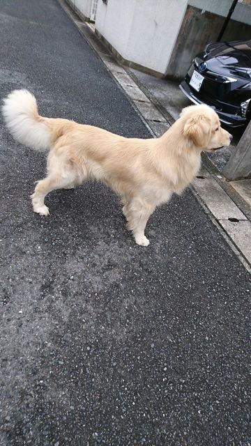 hachi-0721^3.jpg