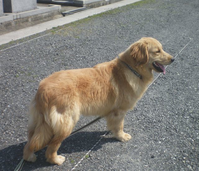 osuka-0326.jpg