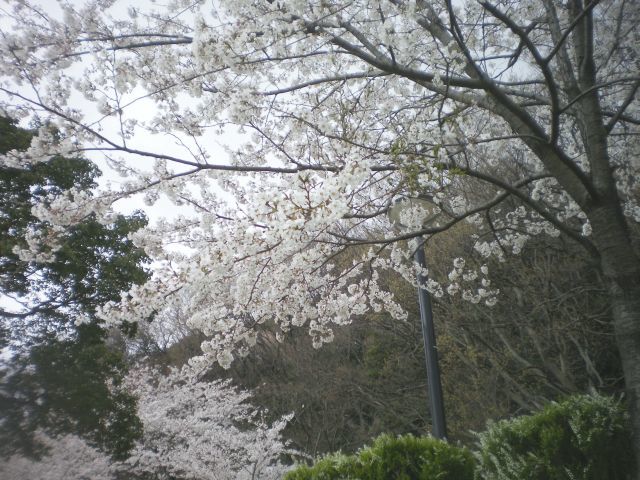 sakura-0326-1.jpg
