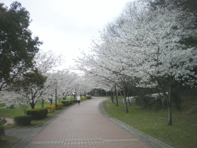 sakura-0326.jpg