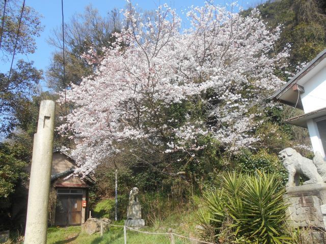 sakura-0328-1.jpg